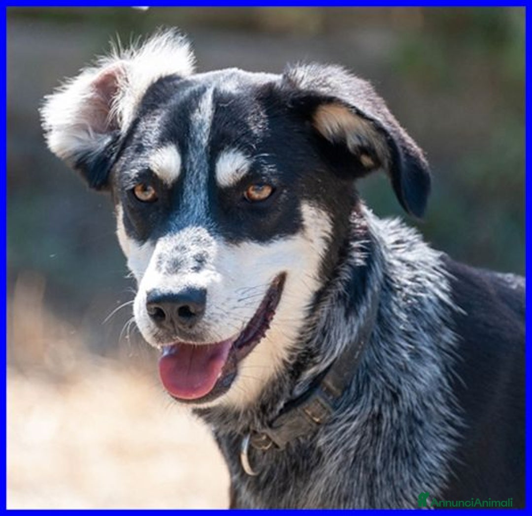 Meticcio cani in regalo: DUMBO un simpaticone tg media - Annuncio 7