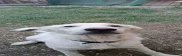 Meticcio cani in regalo: MAITRI DOLCISSIMO CUCCIOLONE CERCA CASA - Annuncio 4