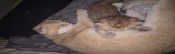 Scottish gatti in vendita: Gattina - Annuncio 2