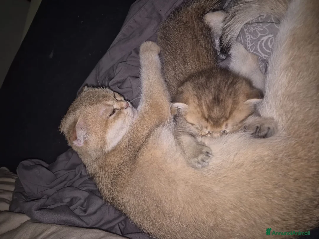 Scottish gatti in vendita: Gattina - Annuncio 2