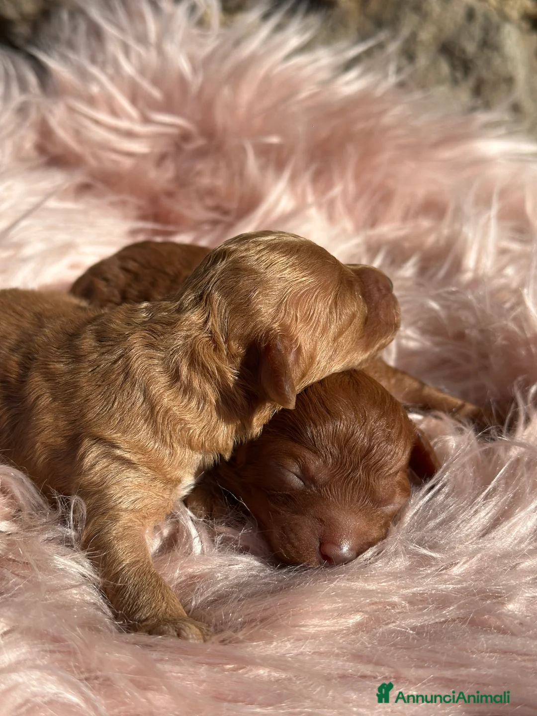 Barboncino cani in vendita: Cucciole di barboncino nano colorazione fulva - Annuncio 2