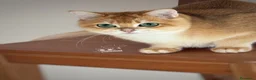 British gatti in vendita: British Shorthair Black Golden Shell - Annuncio 12