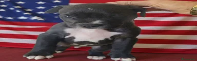 Pitbull 2