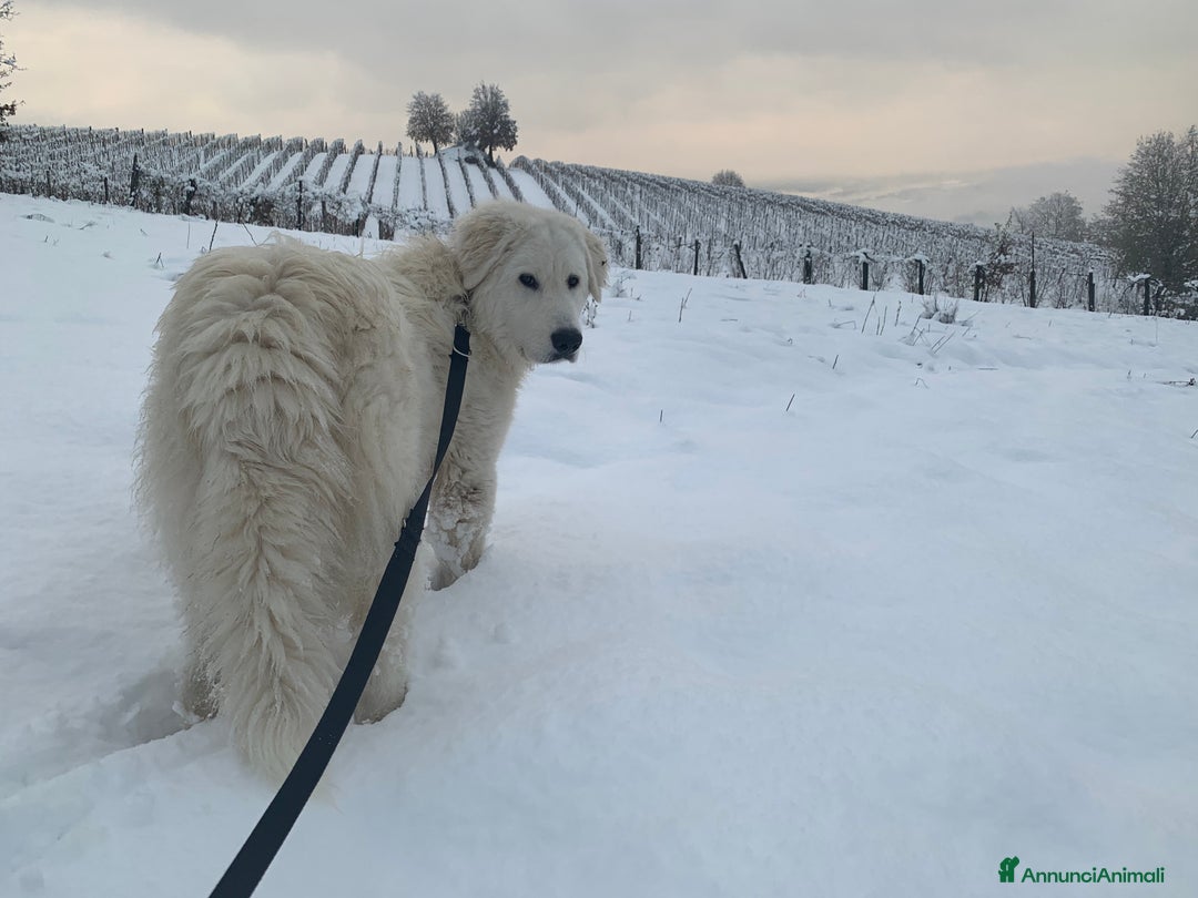 Pastore Maremmano cani in vendita: Sidney; Cagnolina con Cuore D’oro  - Annuncio 4