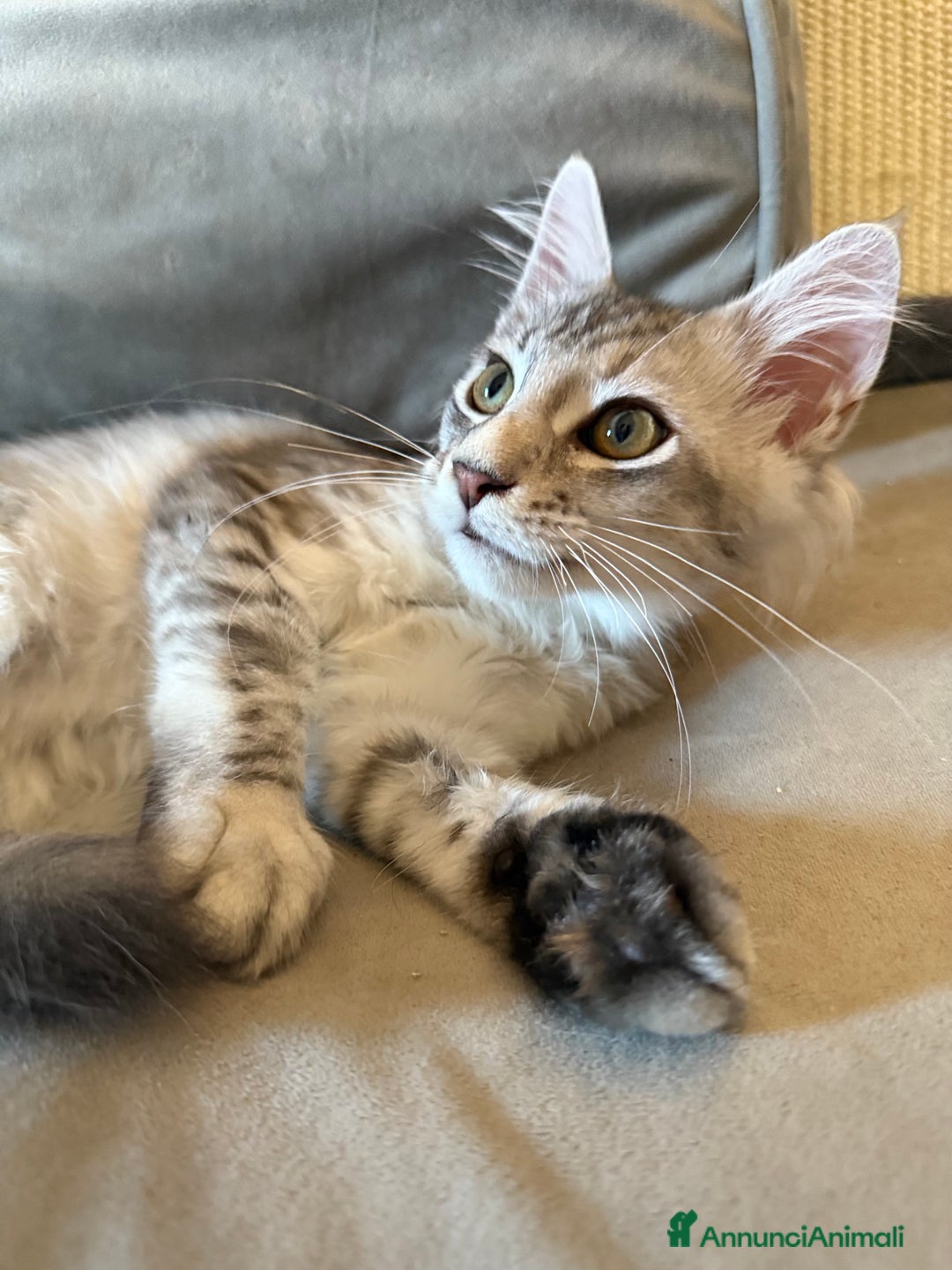Maine Coon gatti in vendita: Dolcissima gattina Maine coon  a Città metropolitana di Roma Capitale - Immagine 2