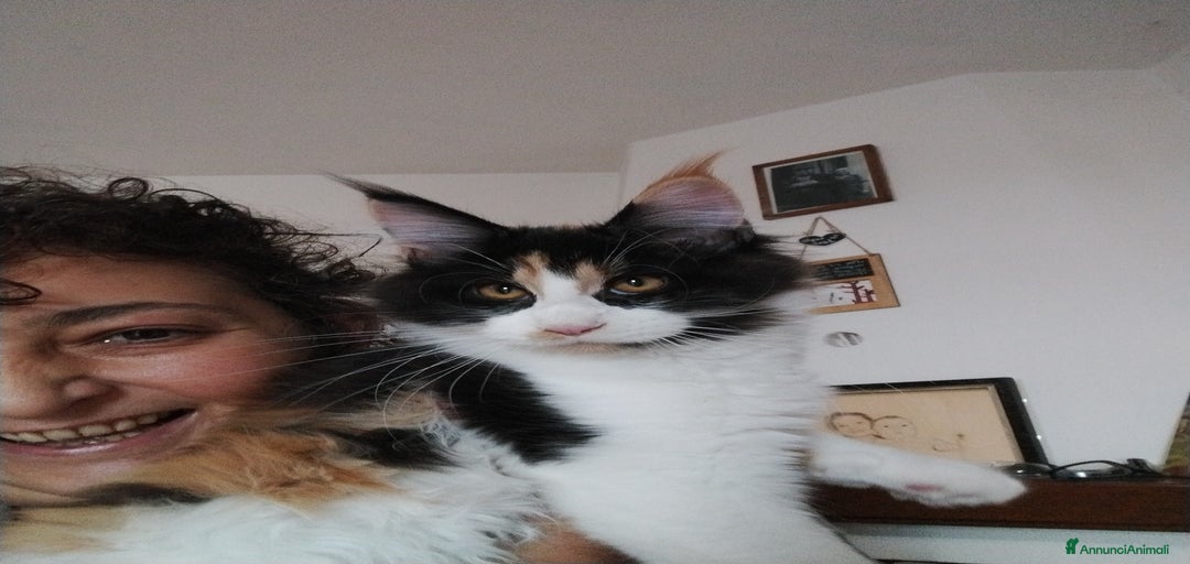 Immagine della galleria {{count}}