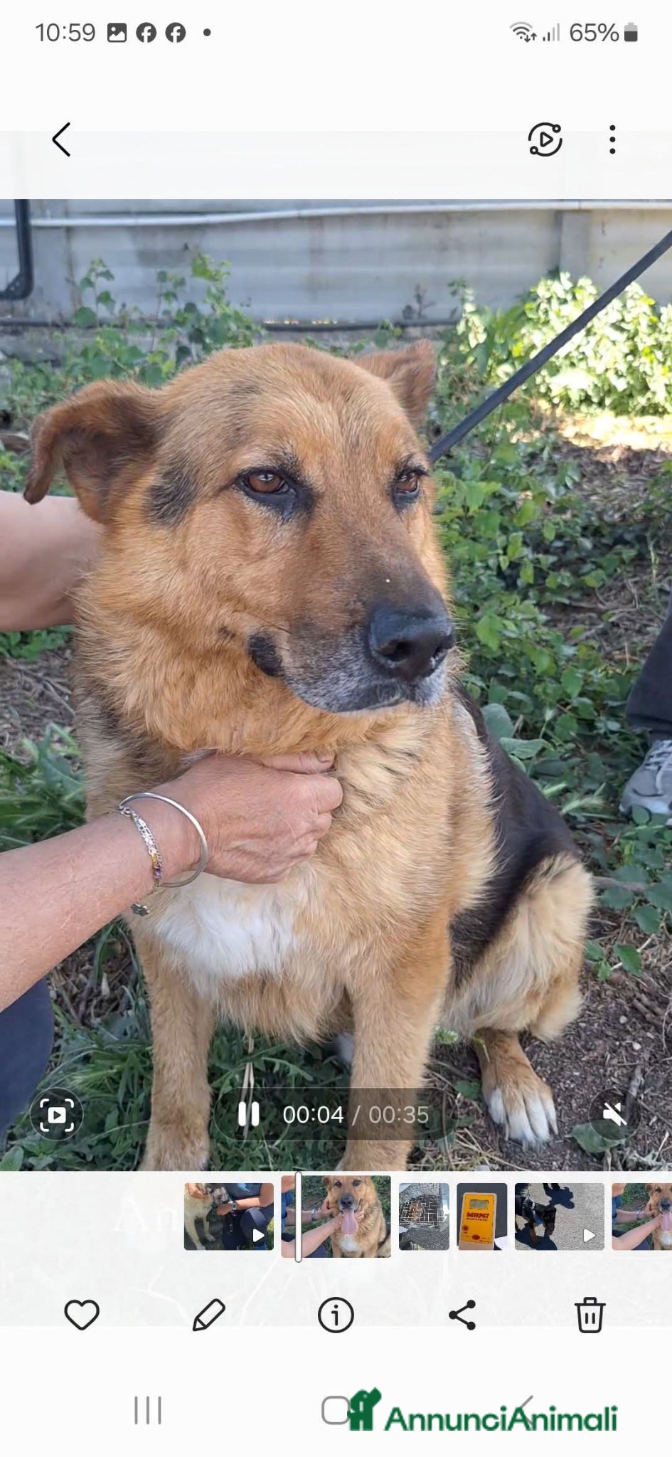 Meticcio cani ADOZ.DEL💔:amore puro,occhi che seguono finché vai - Annuncio 6