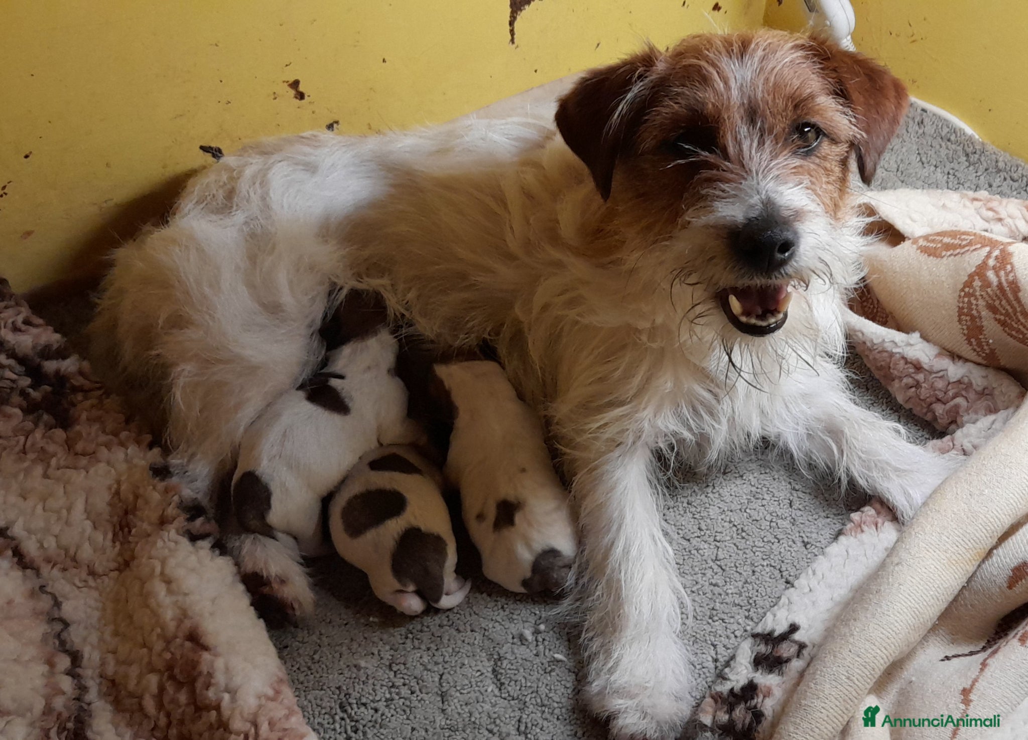 Jack Russell cani Jack Russell Terrier Broken/Ruvido cuccioli  - Annuncio 1