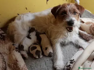 Jack Russell cani Jack Russell Terrier Broken/Ruvido cuccioli - Annuncio 1