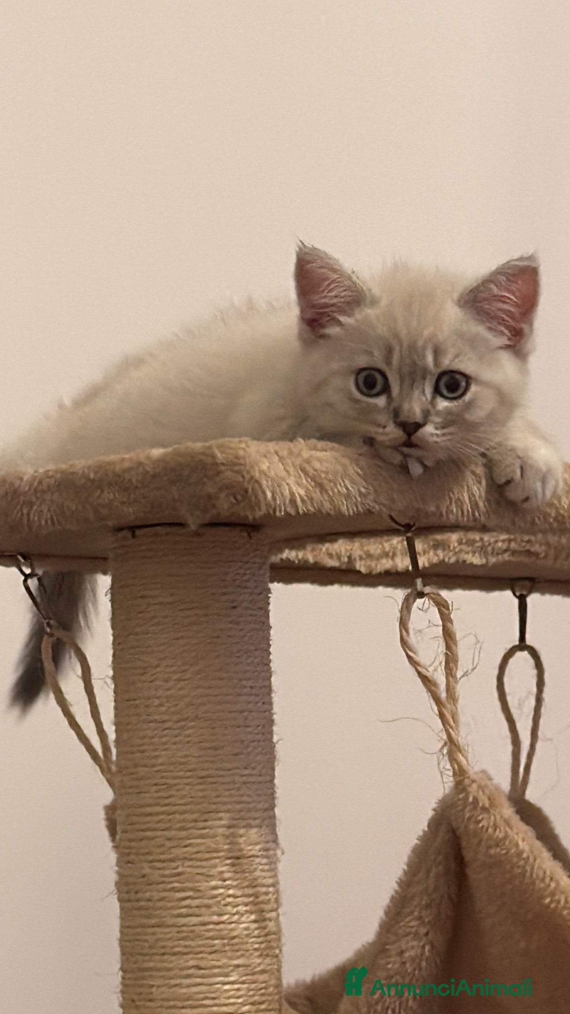 Scottish gatti Gattino schottish bianco con occhi azzurri - Annuncio 1