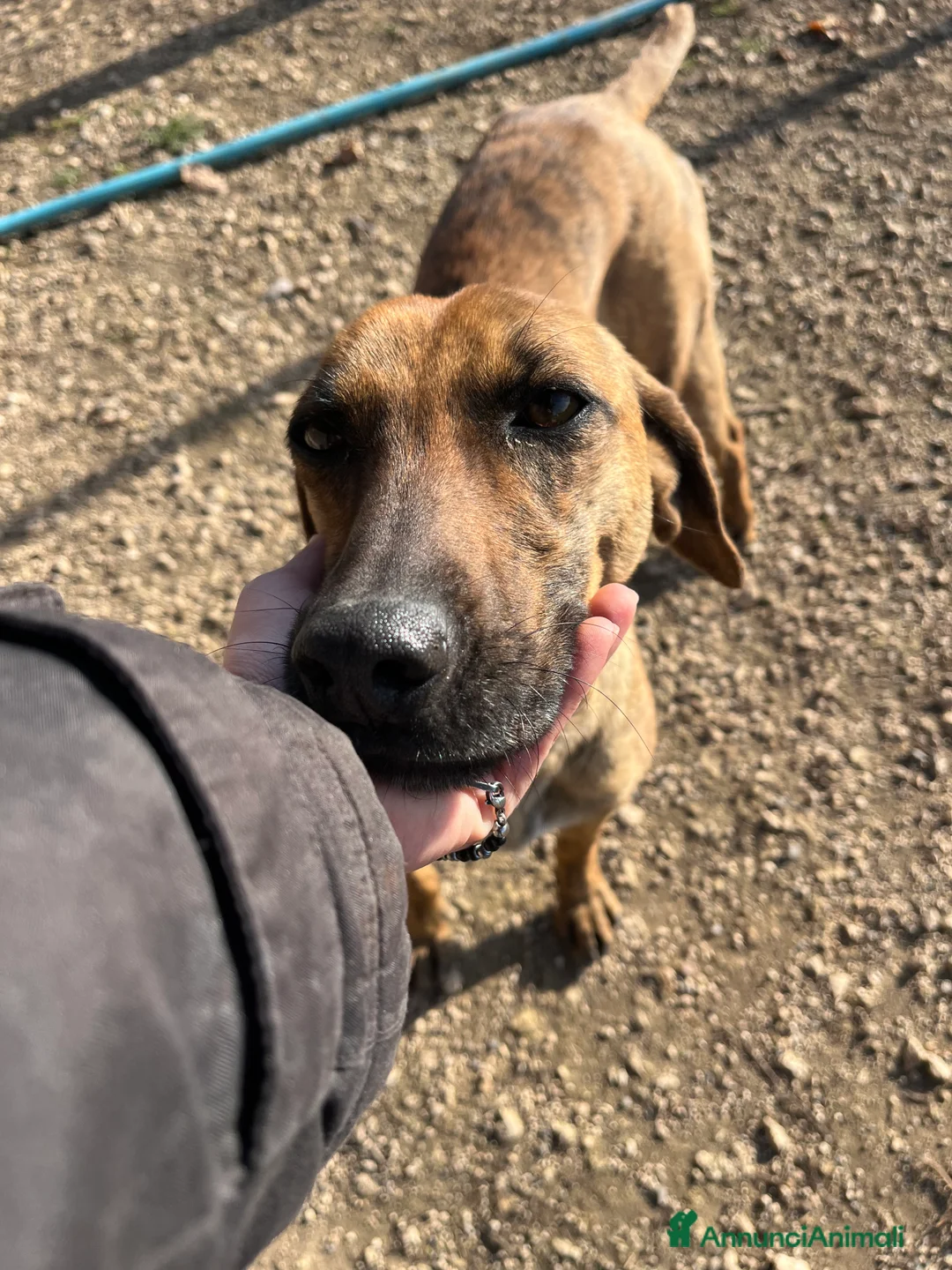 Meticcio cani in regalo: Urbino, uno scricciolo in canile  - Annuncio 3