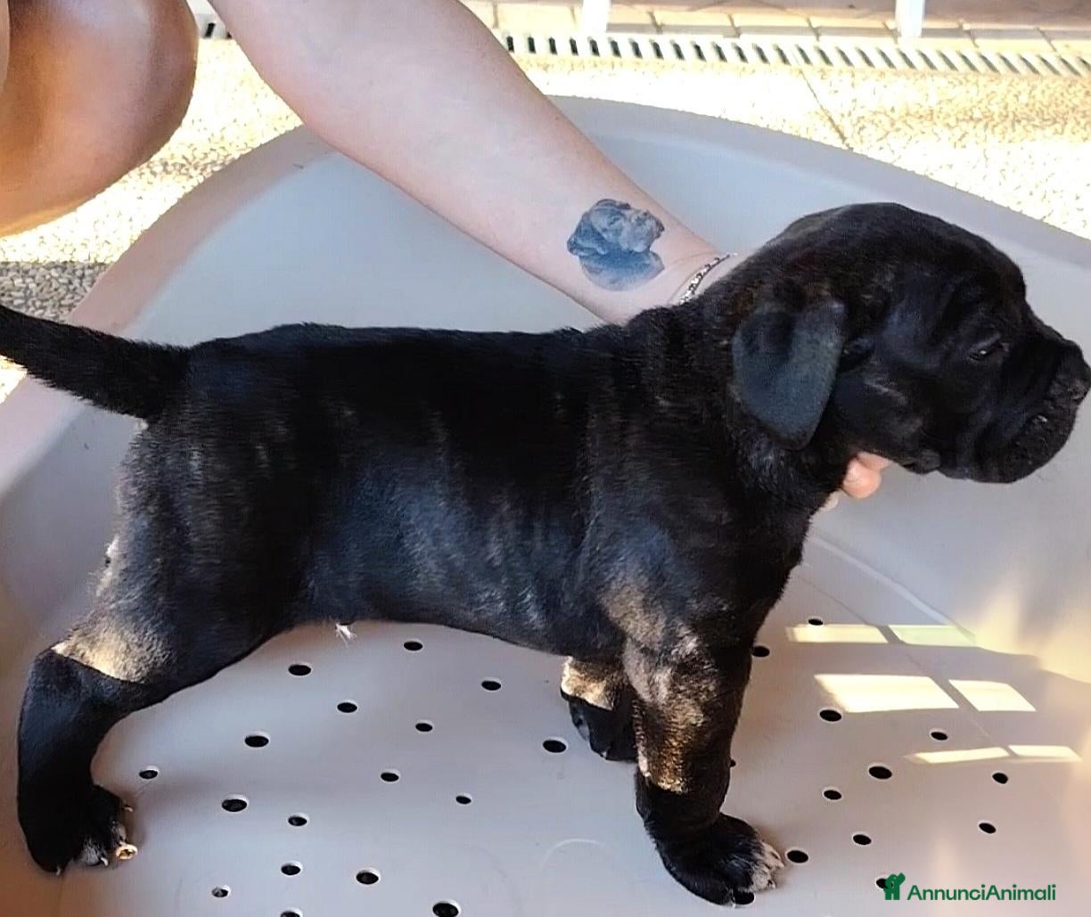 Cane Corso cani Cuccioli cane corso alta genealogia - Annuncio 1