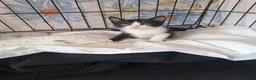 Europeo gatti in regalo: Gattini  a Città Metropolitana di Bologna - Annuncio 3