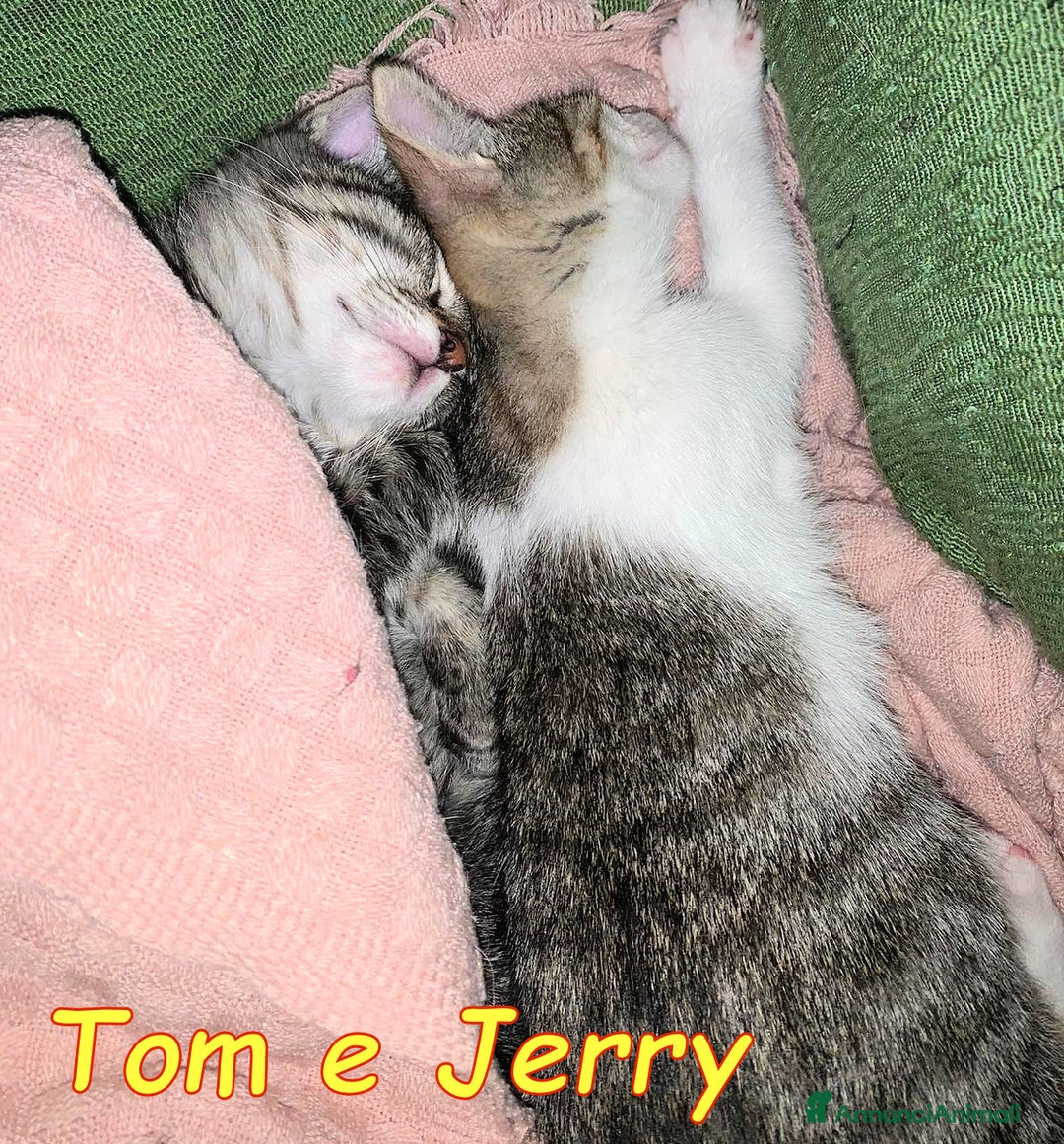 Europeo gatti in regalo: Tom e Jerry dolcissimi gattini - Annuncio 10