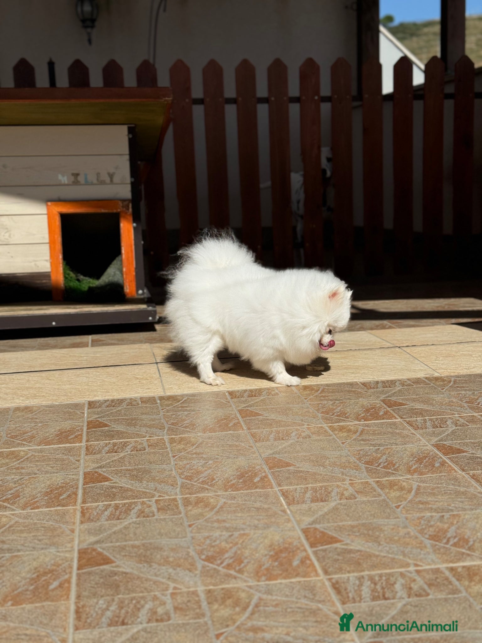 Volpino Pomerania cani CUCCIOLI DI SPITZ DI POMERANIA COM PEDIGREE - Annuncio 17
