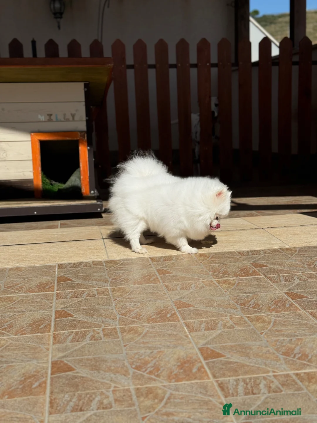 Volpino Pomerania cani in vendita: CUCCIOLI DI SPITZ DI POMERANIA COM PEDIGREE a Città metropolitana di Roma Capitale - Annuncio 1