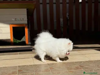 Volpino Pomerania cani CUCCIOLI DI SPITZ DI POMERANIA COM PEDIGREE - Annuncio 17