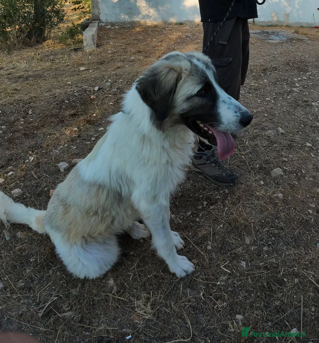 Meticcio cani in regalo: lilo tg grande buono educato affettuoso - Annuncio 5