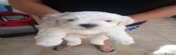 Maltese cani in vendita: Maltesi  - Annuncio 2