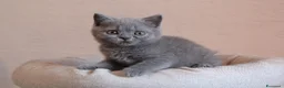 British gatti in vendita: British Shorthair  - Annuncio 12