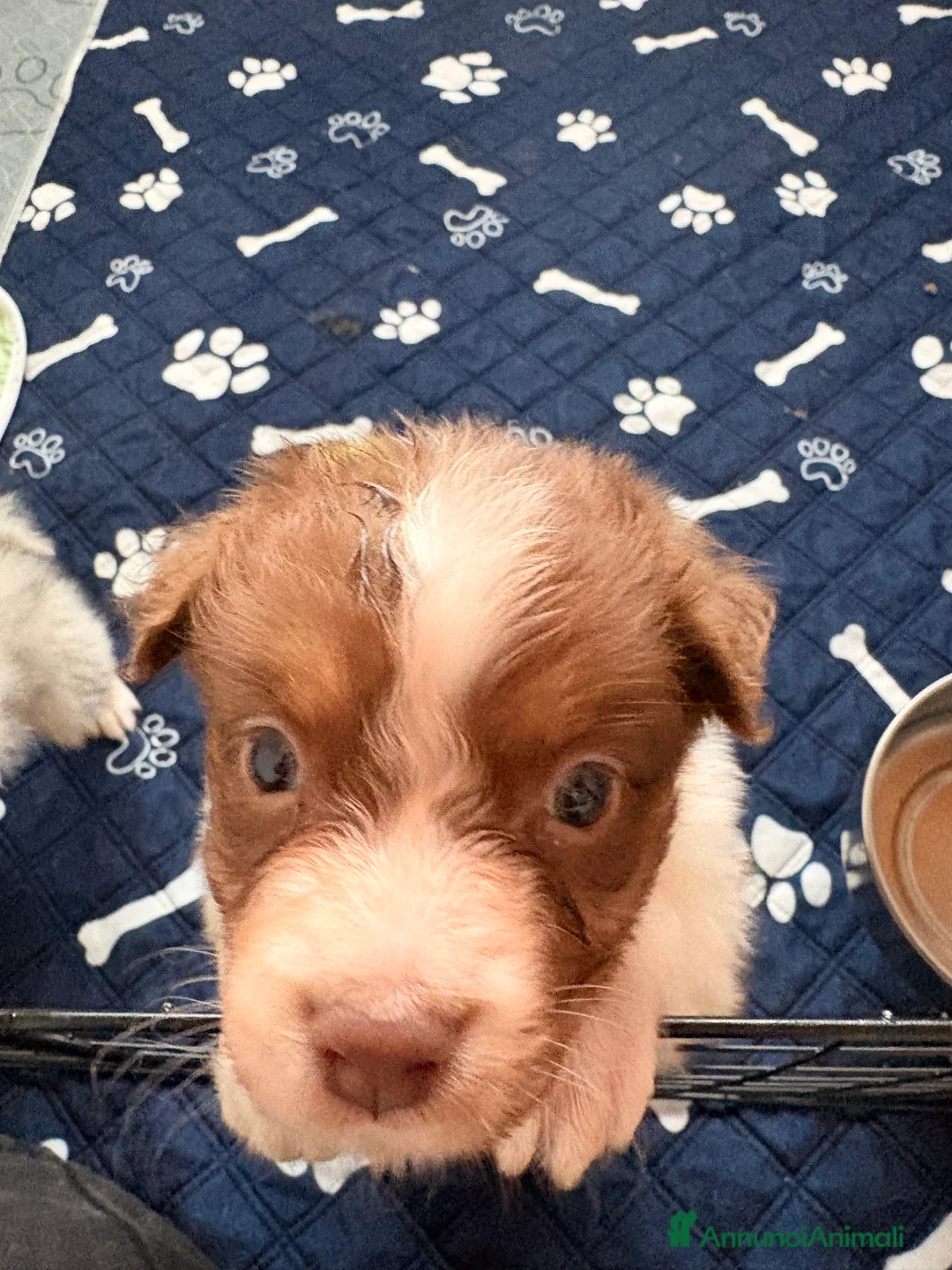 Australian Shepherd cani in vendita: Ultimo cucciolo - Annuncio 7