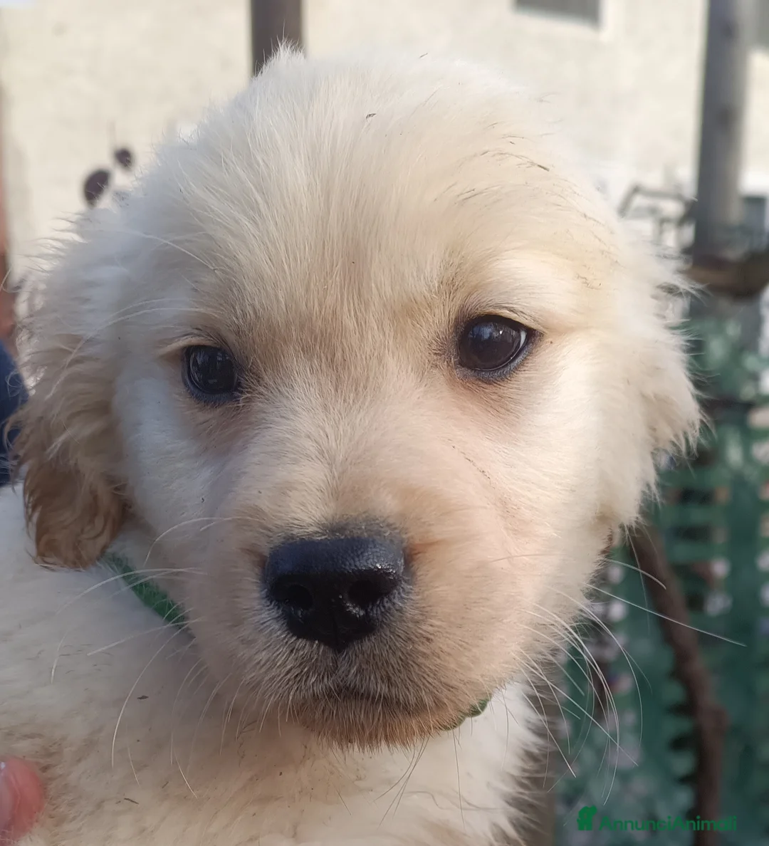 Golden Retriever cani in vendita: Golden retriever cuccioli angloamericani  - Annuncio 7