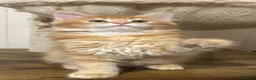 Maine Coon gatti in vendita: Maine Coon  - Annuncio 3