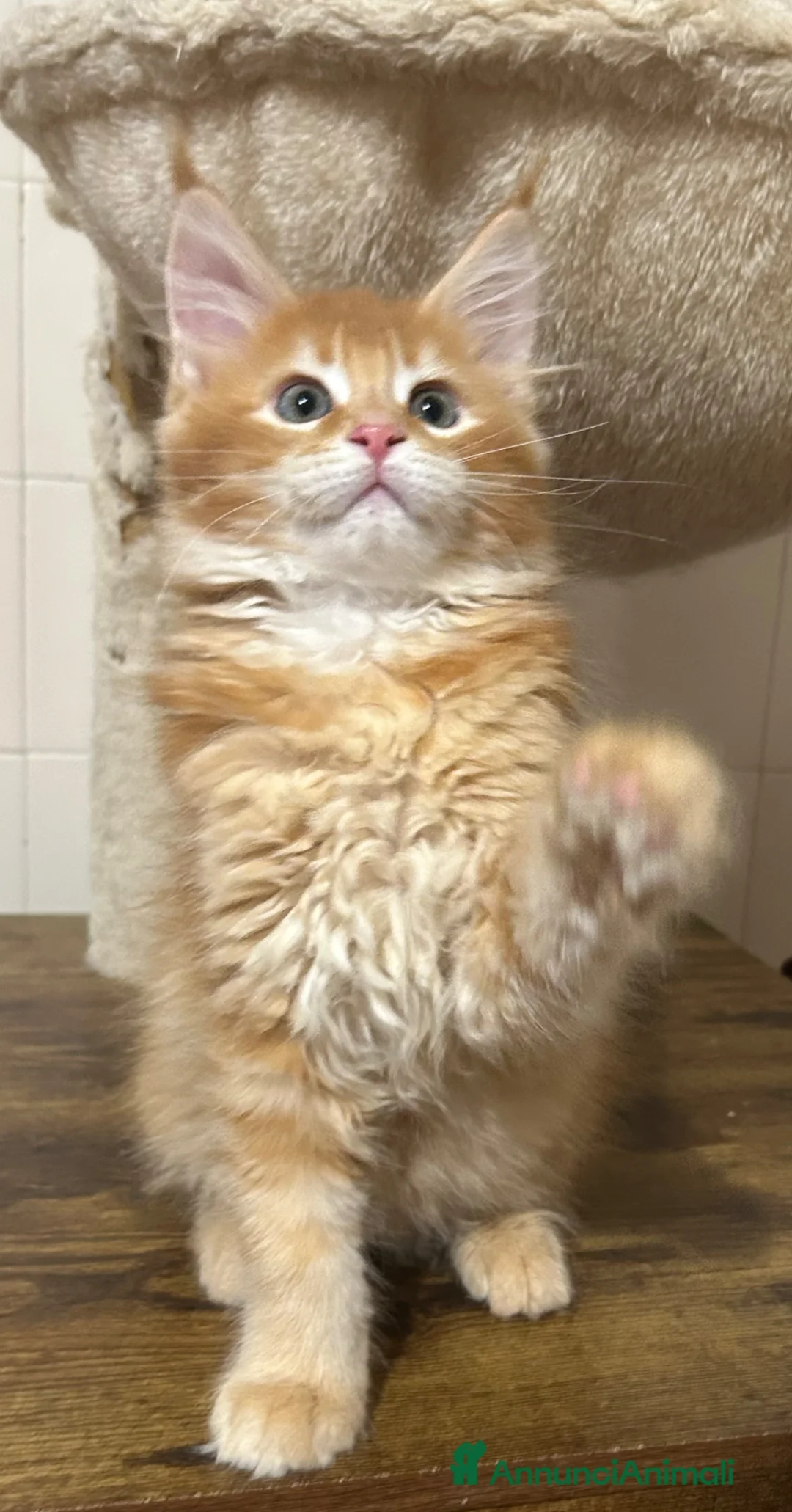 Maine Coon gatti in vendita: Maine Coon  - Annuncio 3