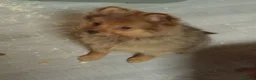 Spitz cani in vendita: Spitz tedesco piccolo volpino  - Annuncio 3