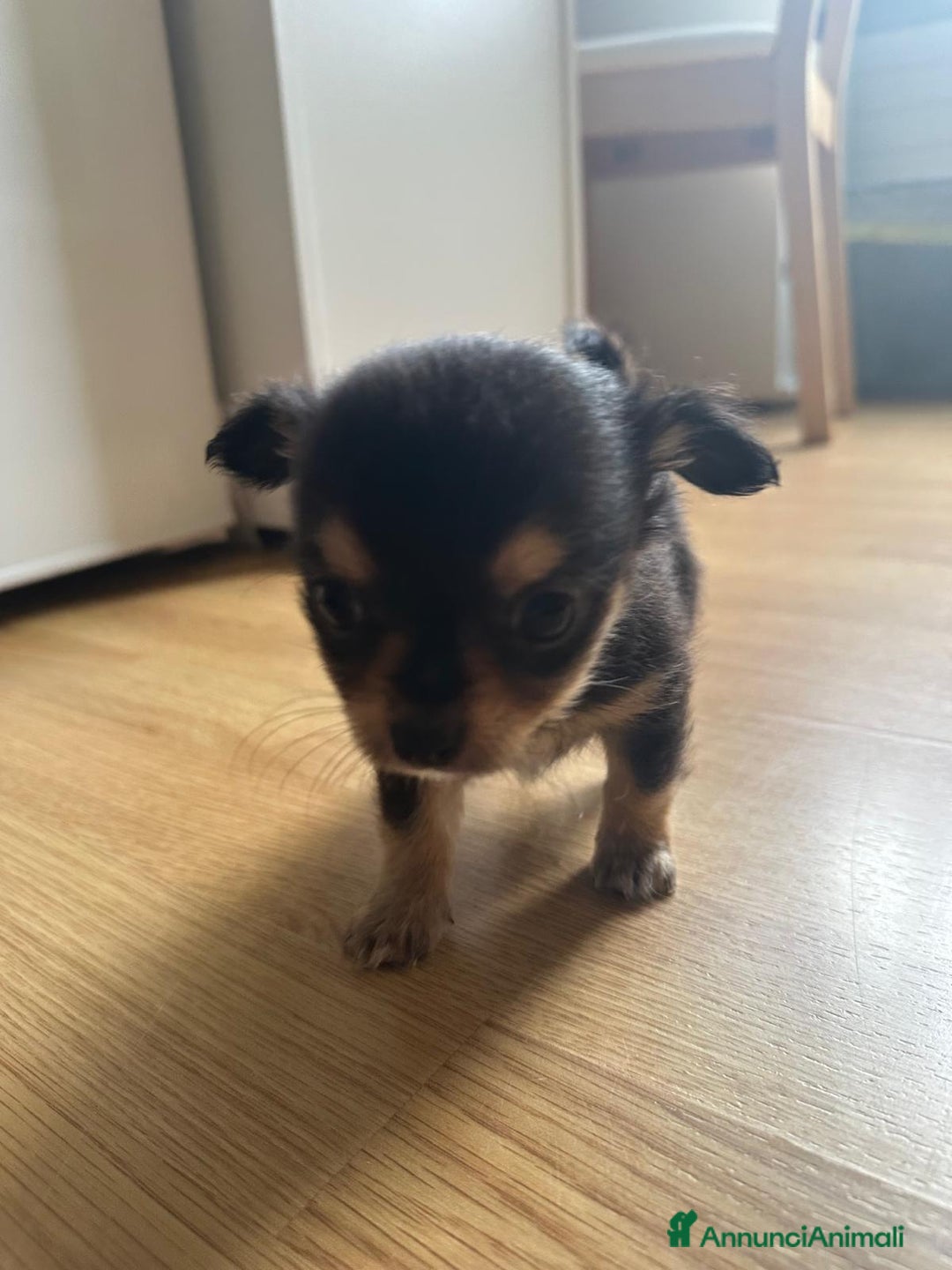 Chihuahua cani in vendita: chihuahua messicano a Città metropolitana di Roma Capitale - Immagine 4
