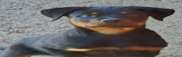 Rottweiler cani in vendita: Disponibili cuccioli Rottweiler  - Annuncio 2