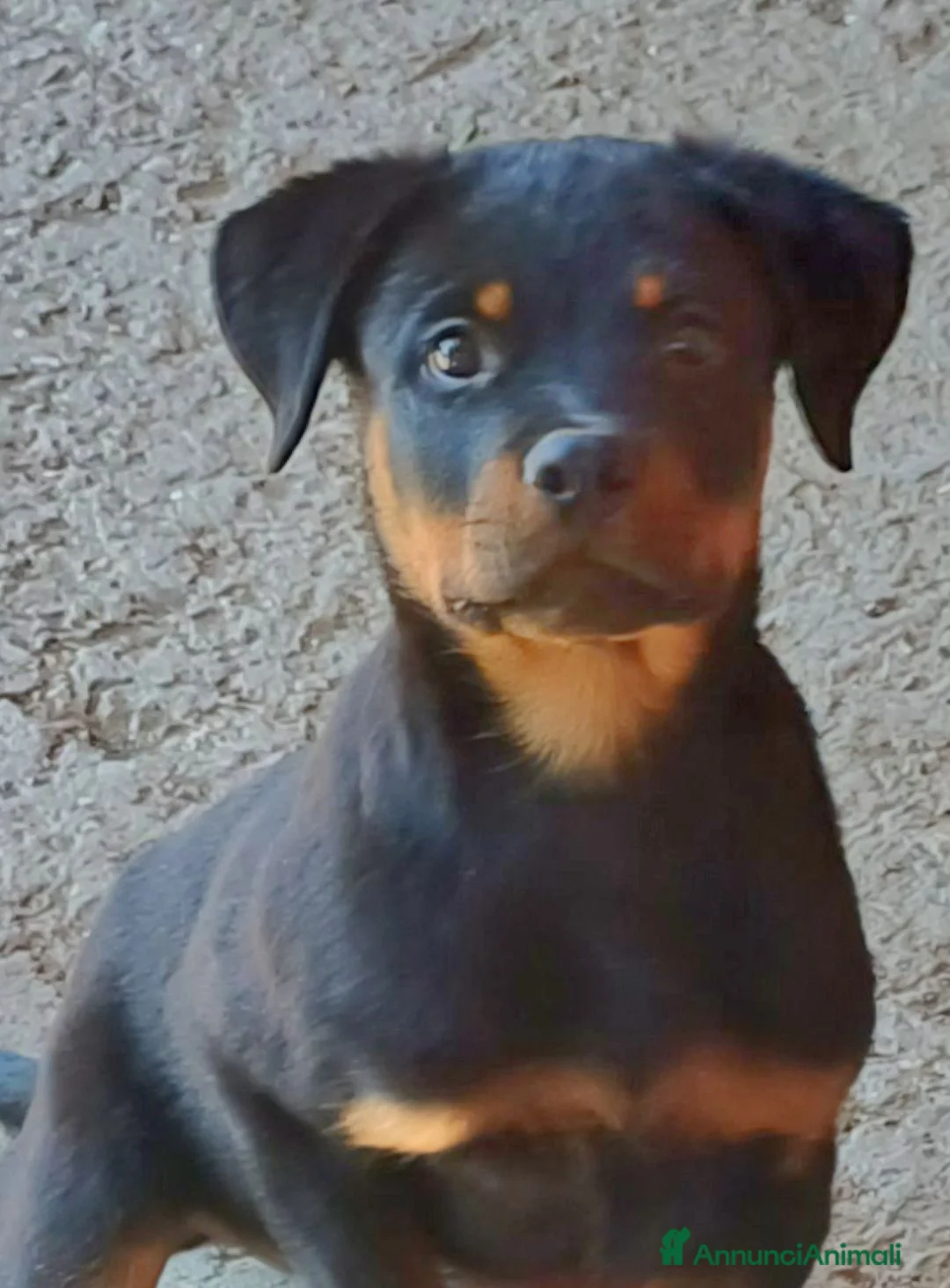 Rottweiler cani in vendita: Disponibili cuccioli Rottweiler  - Annuncio 2