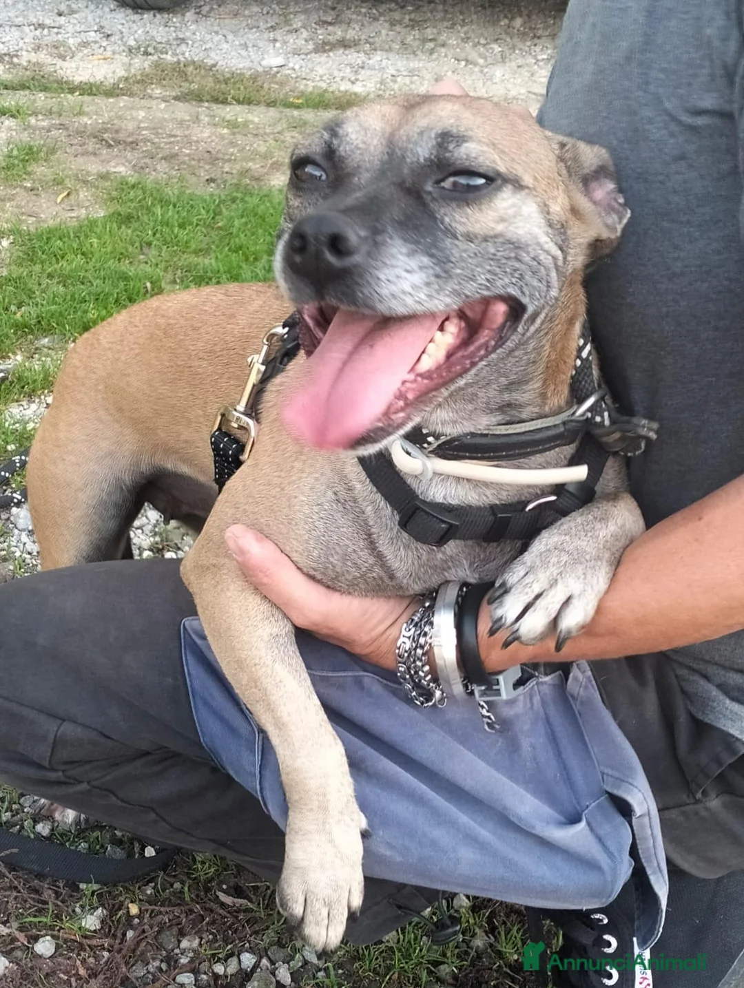 Meticcio cani in regalo: ZOE DOLCISSIMA CAGNOLINA IN CERCA D'AMORE - Annuncio 2
