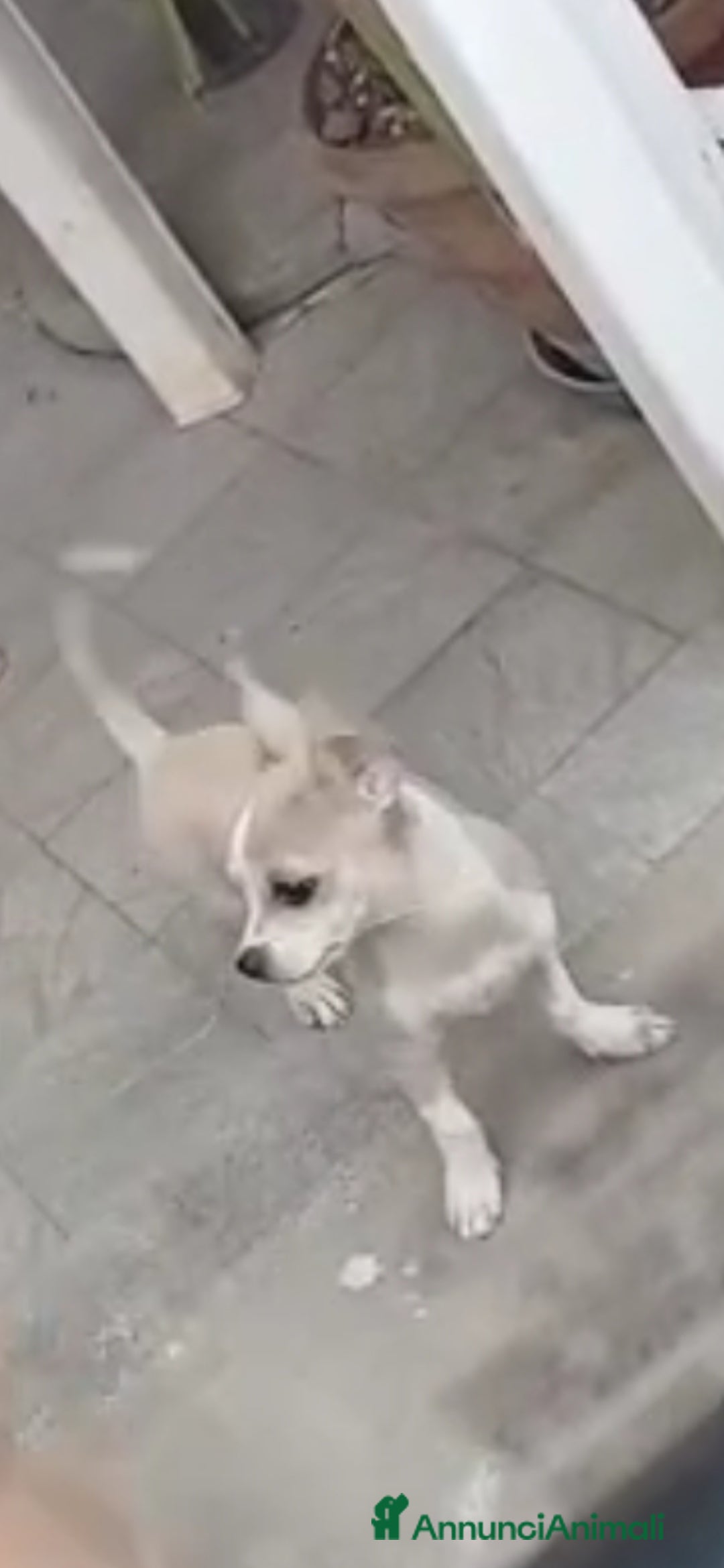 Chihuahua cani in vendita: Cuccioli chihuahua - Annuncio 6