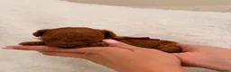 Barboncino Toy cani in vendita: Barboncini Toy di linea asiatica disponibili - Annuncio 11