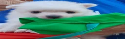 Volpino Italiano cani in vendita: Cuccioli di volpino italiano - Annuncio 8
