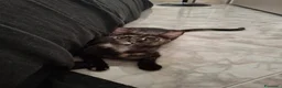 Meticcio gatti in regalo: 8 mesi dolcissima  - Annuncio 3