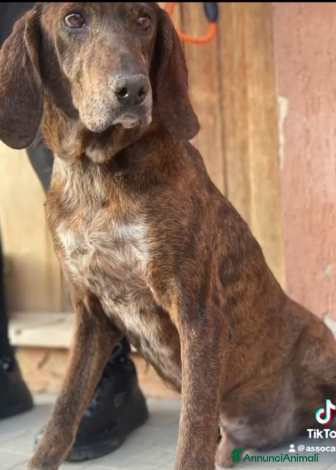 Meticcio cani in regalo: Carlo Segugio 5anni marroncino bello e buono.SICIL - Annuncio 4