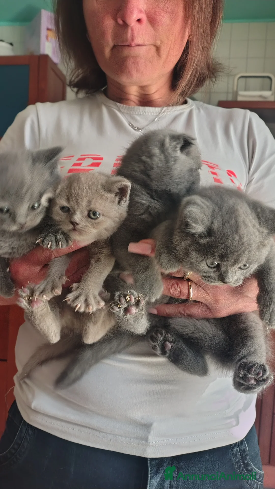 Scottish gatti in vendita: Cuccioli di Scottish - Annuncio 2