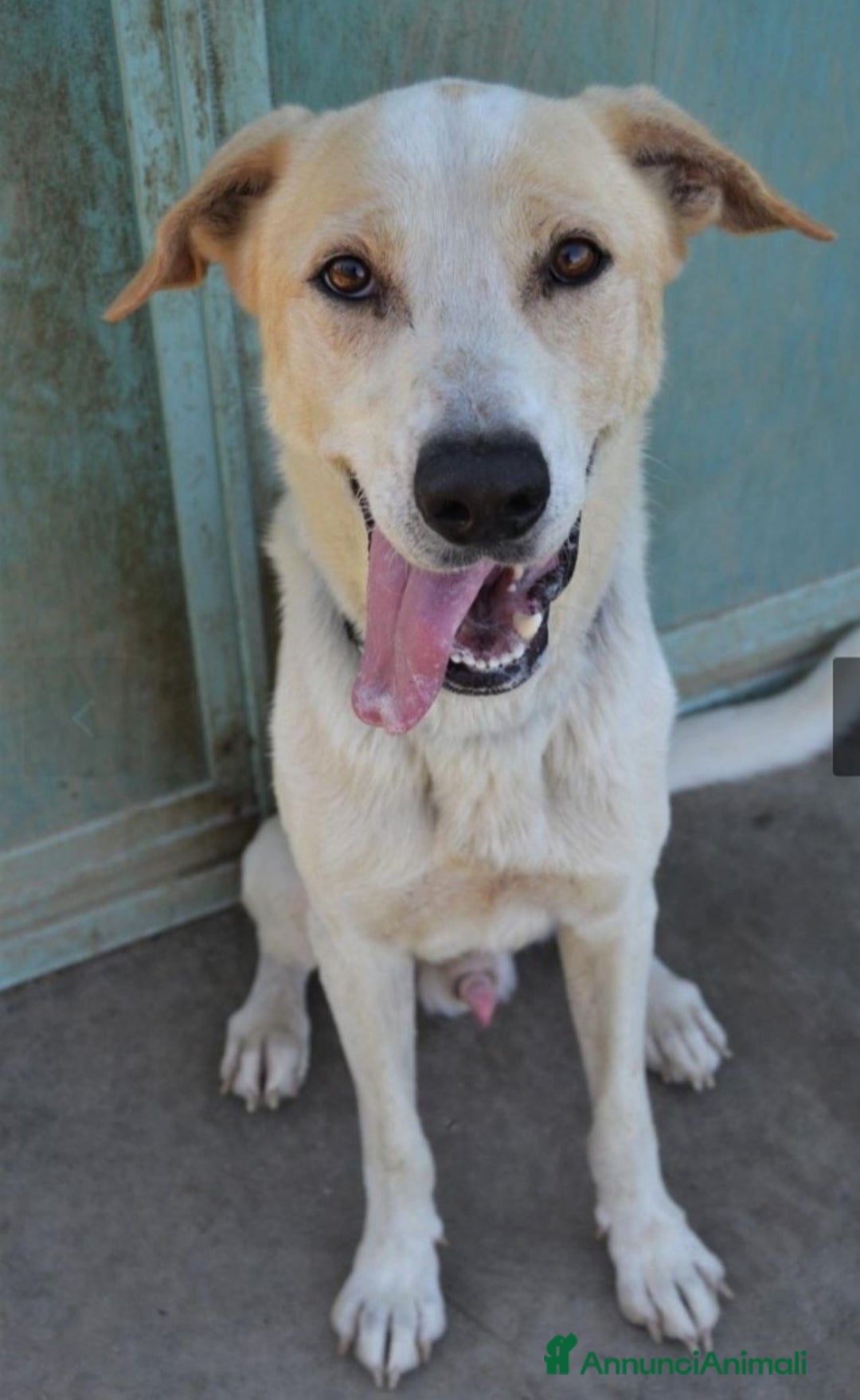 Meticcio cani in regalo: Toby splendido 5anni salito 6mesi fa.PAVIA a Città Metropolitana di Milano - Annuncio 1