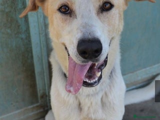 Meticcio cani Toby splendido 5anni salito 6mesi fa.PAVIA a Città Metropolitana di Milano - Annuncio 20