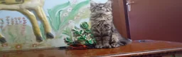 Maine Coon gatti in vendita: MAINE COON a Provincia di Padova - Annuncio 10
