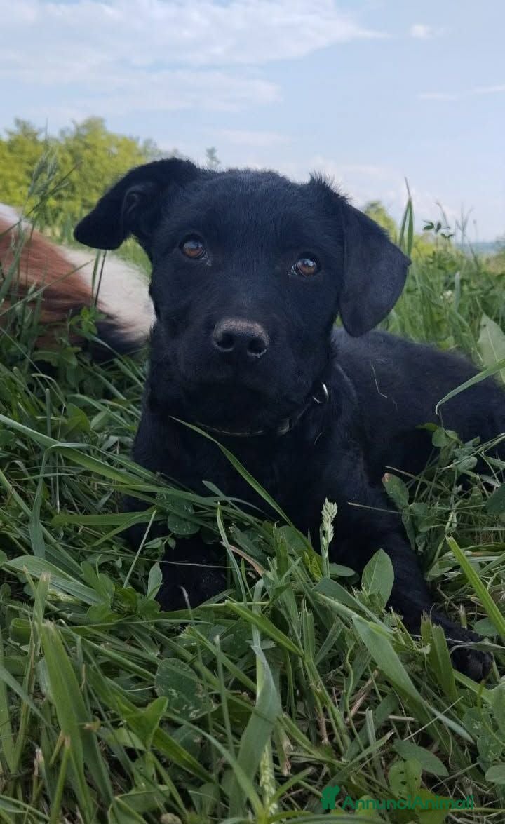 Meticcio cani MIA, cucciola di TG MEDIO-PICCOLA super peperina! - Annuncio 22