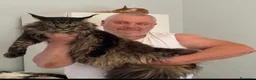 Maine Coon gatti in vendita: Maine Coon cuccioli a Provincia di Ferrara - Annuncio 4