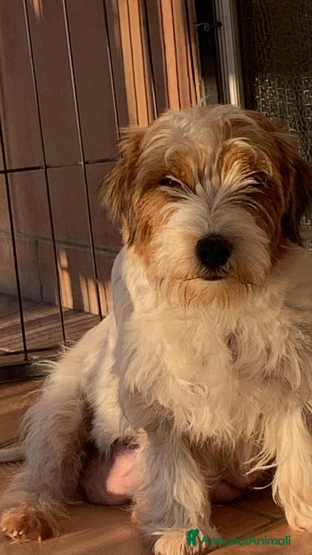 Jack Russell cani in vendita: Cucciolata del 12.06.2026 - Annuncio 1