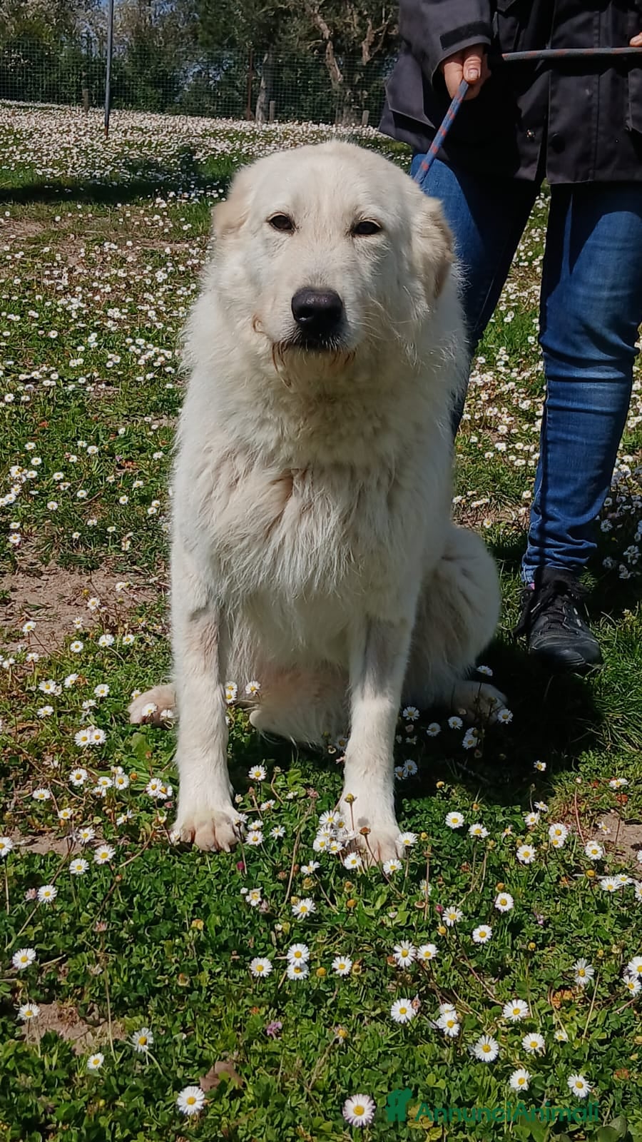 Meticcio cani ROBERTA PAROLA D'ORDINE ALLEGRIA...IN ADOZIONE - Annuncio 10