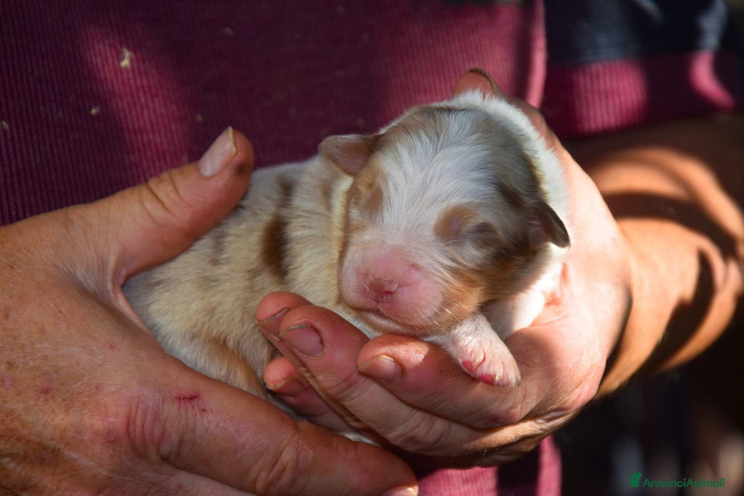 Australian Shepherd cani in vendita: Cuccioli di pastore australiano  - Annuncio 2