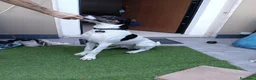 Meticcio cani in regalo: Magic  a Provincia di Monza e della Brianza - Annuncio 4