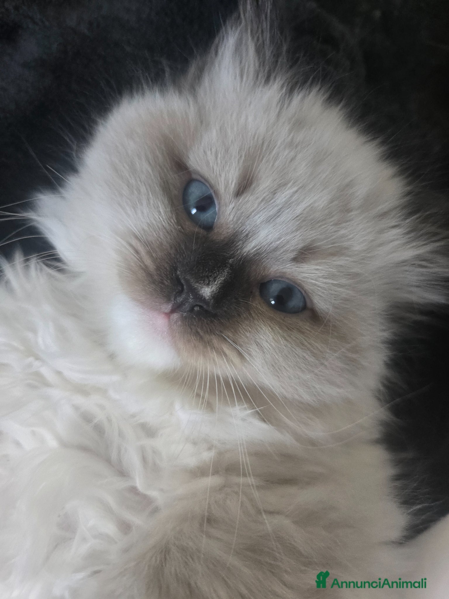 Siberiano gatti Cuccioli Siberiano - Annuncio 1