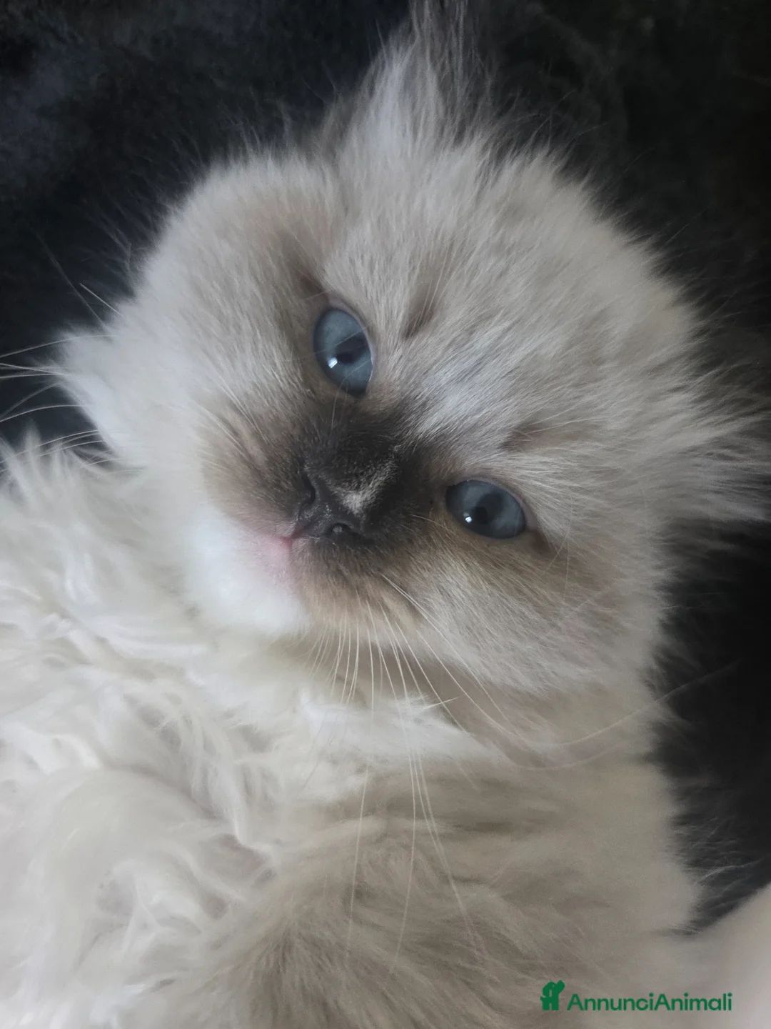 Siberiano gatti in vendita: Cuccioli Siberiano - Annuncio 1